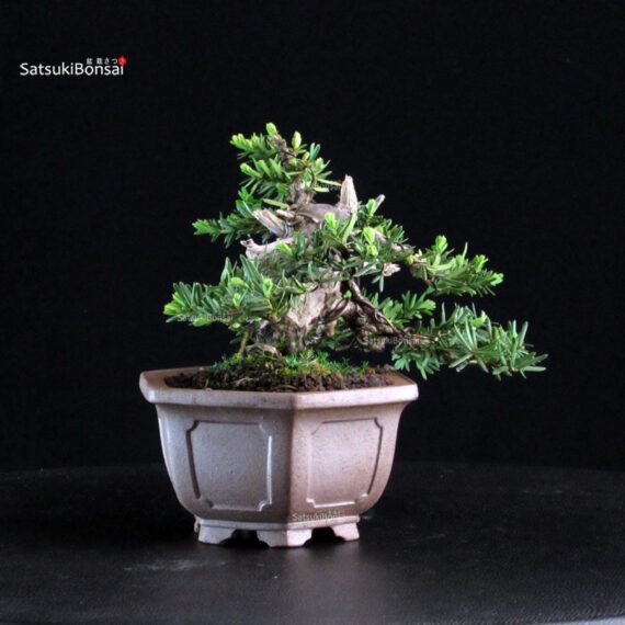 Taxus Cuspidata - Tasso - immagine 2