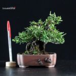 Taxus Cuspidata - Tasso