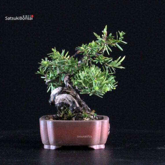 Taxus Cuspidata - Tasso - immagine 4