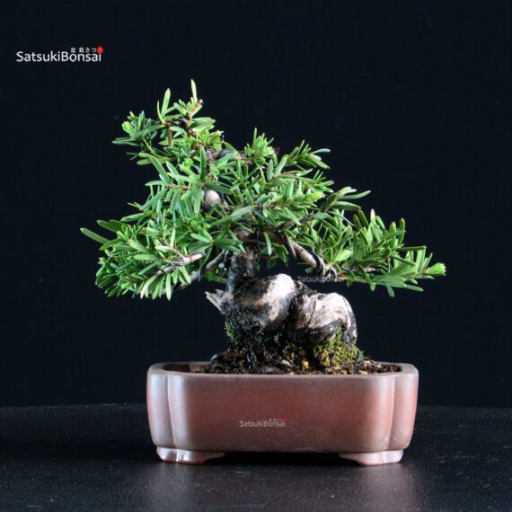 Taxus Cuspidata - Tasso - immagine 3