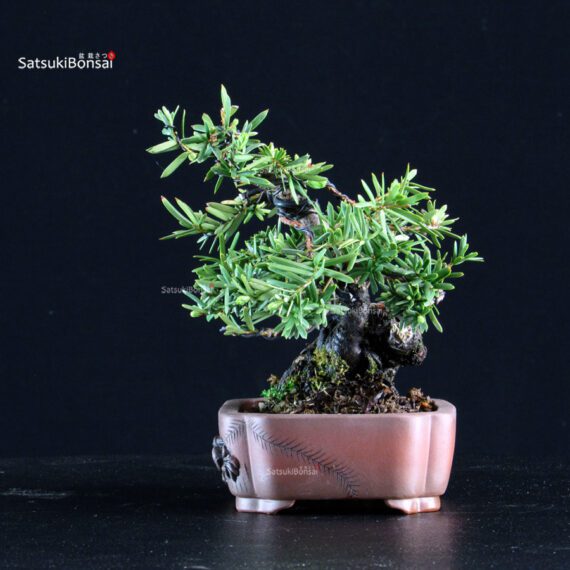 Taxus Cuspidata - Tasso - immagine 2