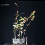 Acer palmatum da seme