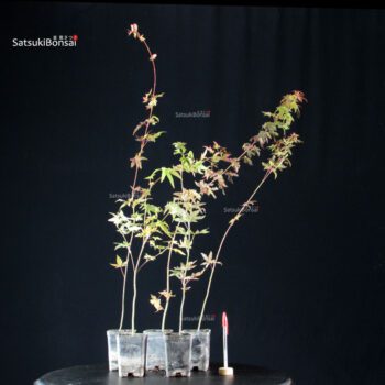 Acer palmatum da seme