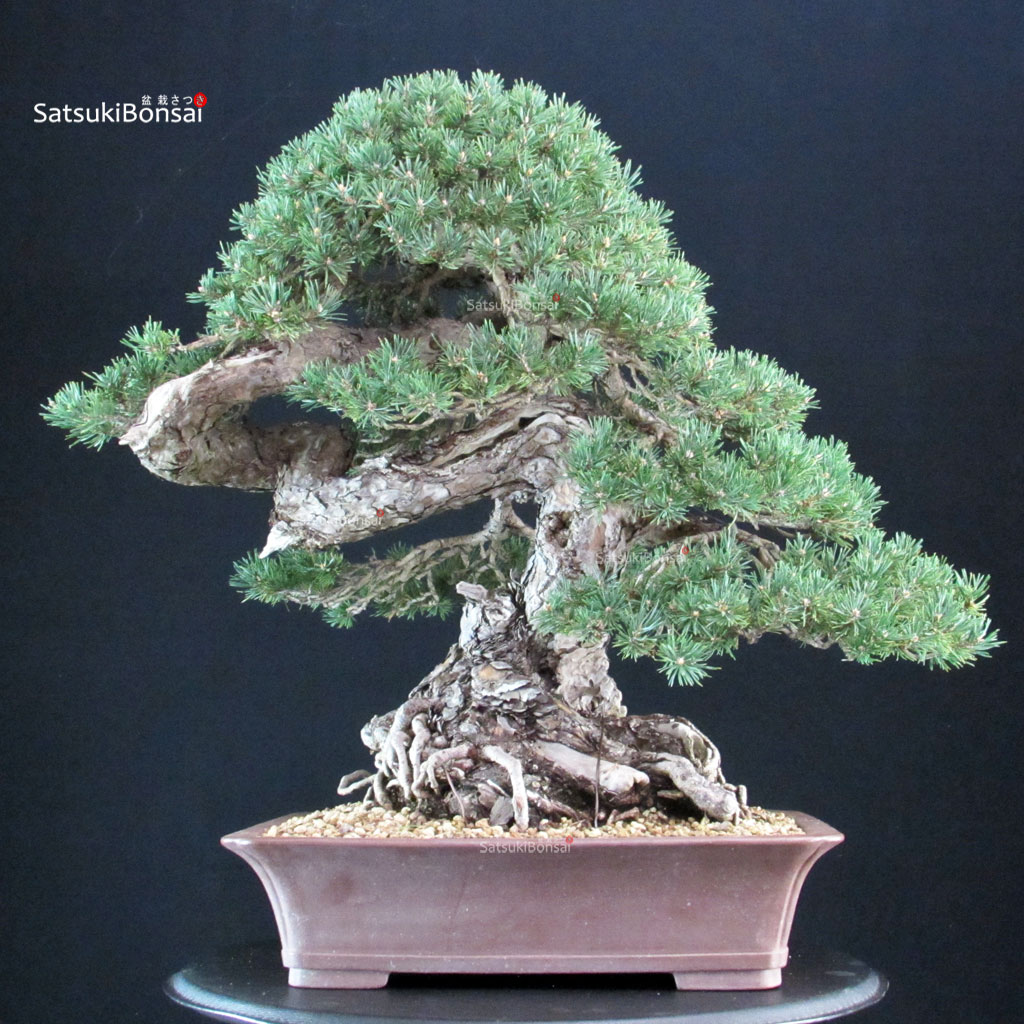 255726_1-Pinus-Silvestrys Pinus Sylvestris - Pino silvestre - immagine 1