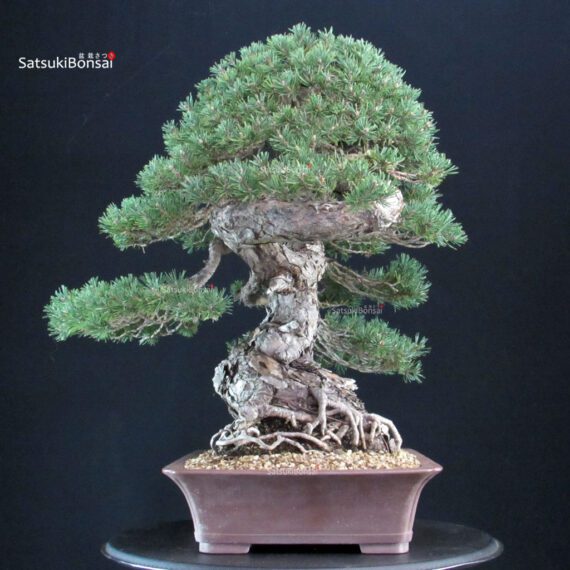 Pinus Sylvestris - Pino silvestre - immagine 2