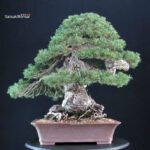 Pinus Sylvestris - Pino silvestre - immagine 3