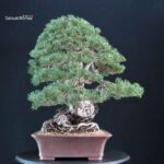 Pinus Sylvestris - Pino silvestre - immagine 4