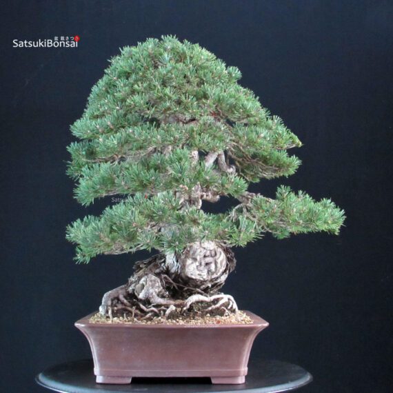 Pinus Sylvestris - Pino silvestre - immagine 4