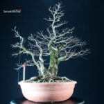 Ulmus Minor - Olmo campestre