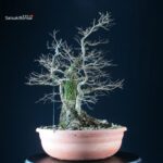 Ulmus Minor - Olmo campestre - immagine 2