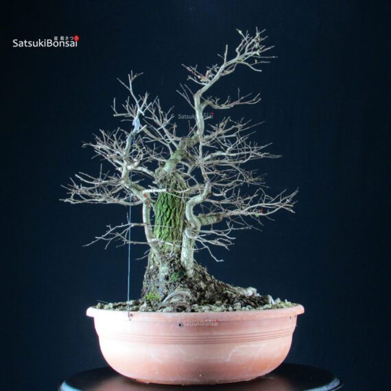 Ulmus Minor - Olmo campestre - immagine 2