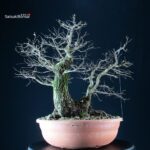 Ulmus Minor - Olmo campestre - immagine 3