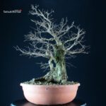 Ulmus Minor - Olmo campestre - immagine 4