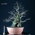 Ulmus Minor - Olmo campestre