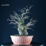 Ulmus Minor - Olmo campestre - immagine 2