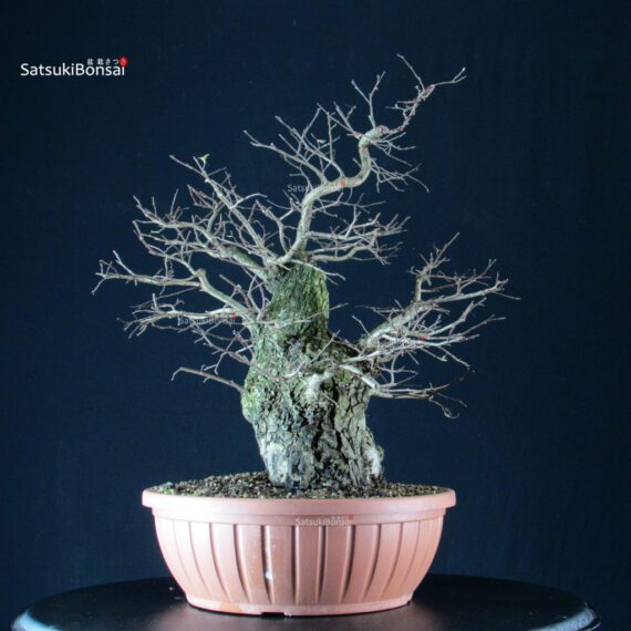 Ulmus Minor - Olmo campestre - immagine 2