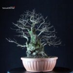 Ulmus Minor - Olmo campestre - immagine 3