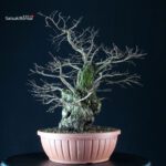 Ulmus Minor - Olmo campestre - immagine 4