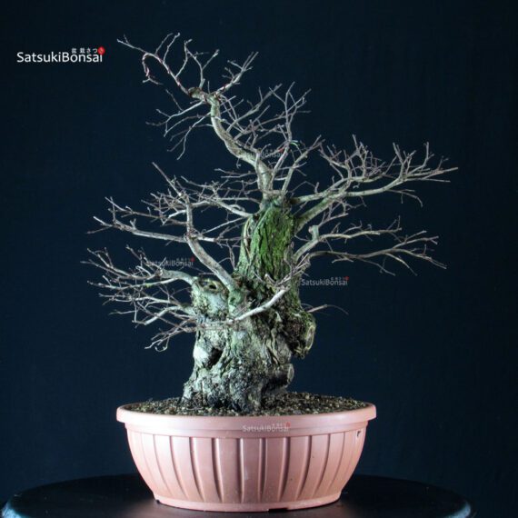 Ulmus Minor - Olmo campestre - immagine 4