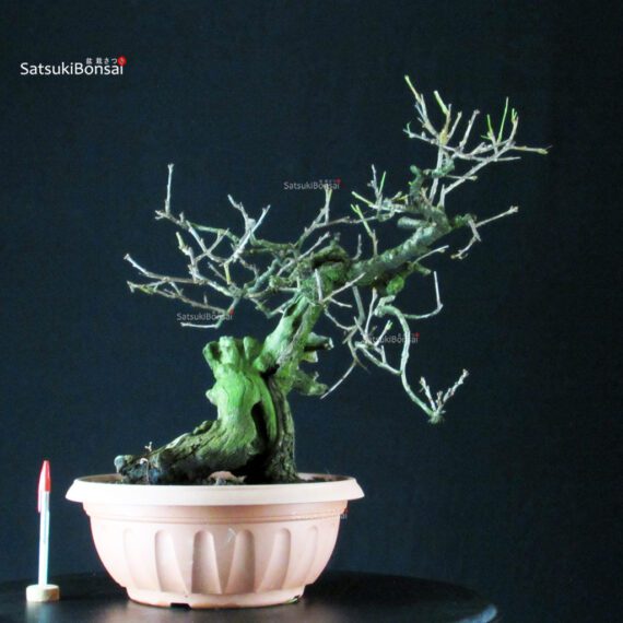 Prunus Mahaleb - Ciliegio canino - immagine 5