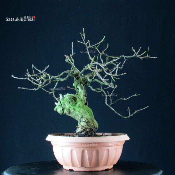 Prunus Mahaleb - Ciliegio canino - immagine 2