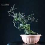 Prunus Mahaleb - Ciliegio canino - immagine 3