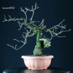 Prunus Mahaleb - Ciliegio canino - immagine 4