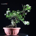 Prunus Mahaleb - Ciliegio canino