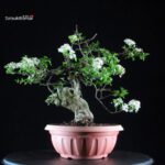 Prunus Mahaleb - Ciliegio canino - immagine 2