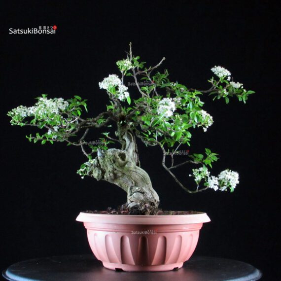 Prunus Mahaleb - Ciliegio canino - immagine 2