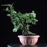 Prunus Mahaleb - Ciliegio canino - immagine 3