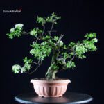 Prunus Mahaleb - Ciliegio canino - immagine 4