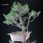 Pinus Sylvestris - Pino silvestre