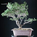 Pinus Sylvestris - Pino silvestre - immagine 2