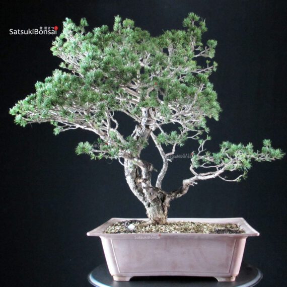 Pinus Sylvestris - Pino silvestre - immagine 2