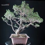 Pinus Sylvestris - Pino silvestre - immagine 3