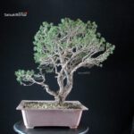 Pinus Sylvestris - Pino silvestre - immagine 4