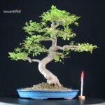 Celtis Sinensis - Bagolaro