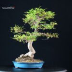 Celtis Sinensis - Bagolaro - immagine 2