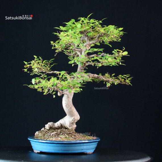 Celtis Sinensis - Bagolaro - immagine 2