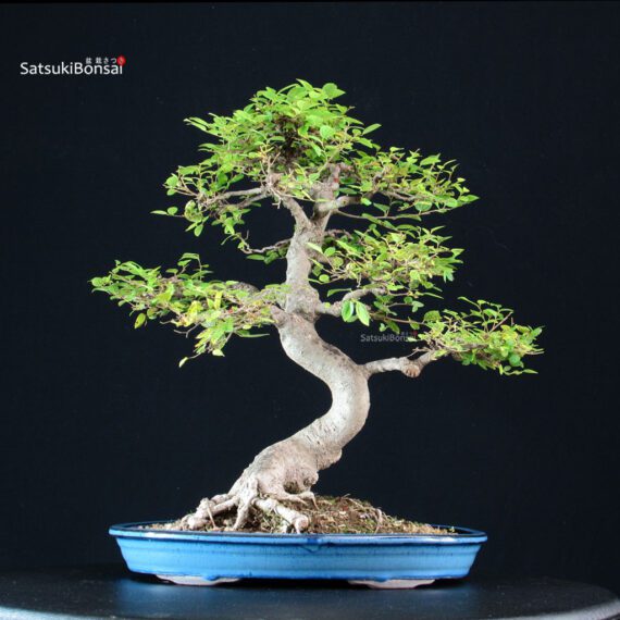 Celtis Sinensis - Bagolaro - immagine 3