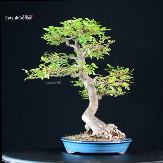 Celtis Sinensis - Bagolaro - immagine 4