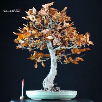 Fagus Sylvatica - Faggio europeo