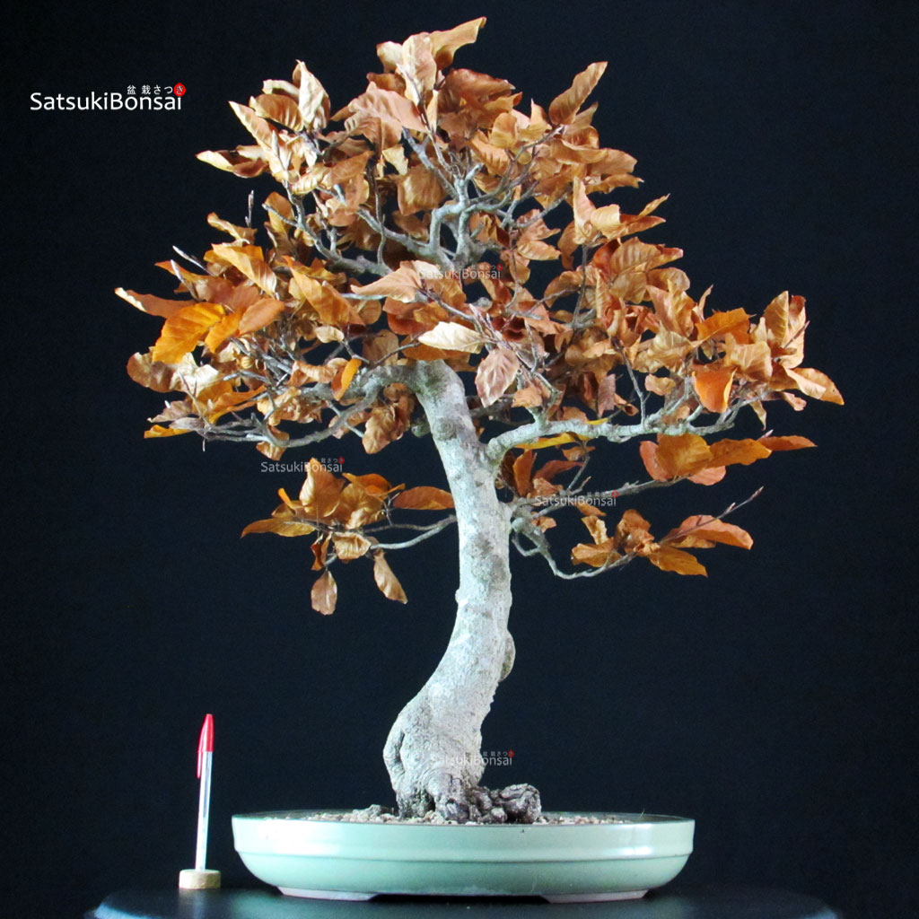 CV-25095_1-Fagus-Sylvatica Fagus Sylvatica - Faggio europeo - immagine 1