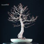 Fagus Sylvatica - Faggio europeo - immagine 2