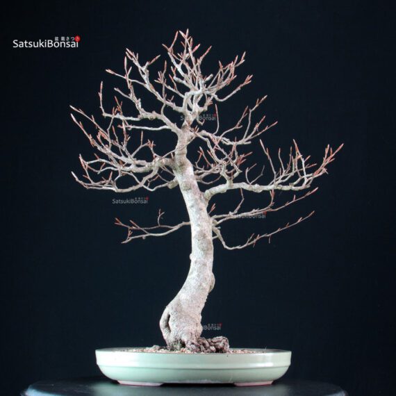 Fagus Sylvatica - Faggio europeo - immagine 2