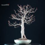 Fagus Sylvatica - Faggio europeo - immagine 3