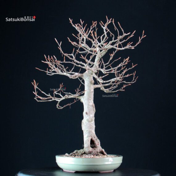 Fagus Sylvatica - Faggio europeo - immagine 3