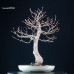 Fagus Sylvatica - Faggio europeo - immagine 4