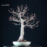 Fagus Sylvatica - Faggio europeo - immagine 5